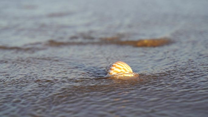 阳光沙滩下海螺贝壳海水浪花海滩沙子夕阳光