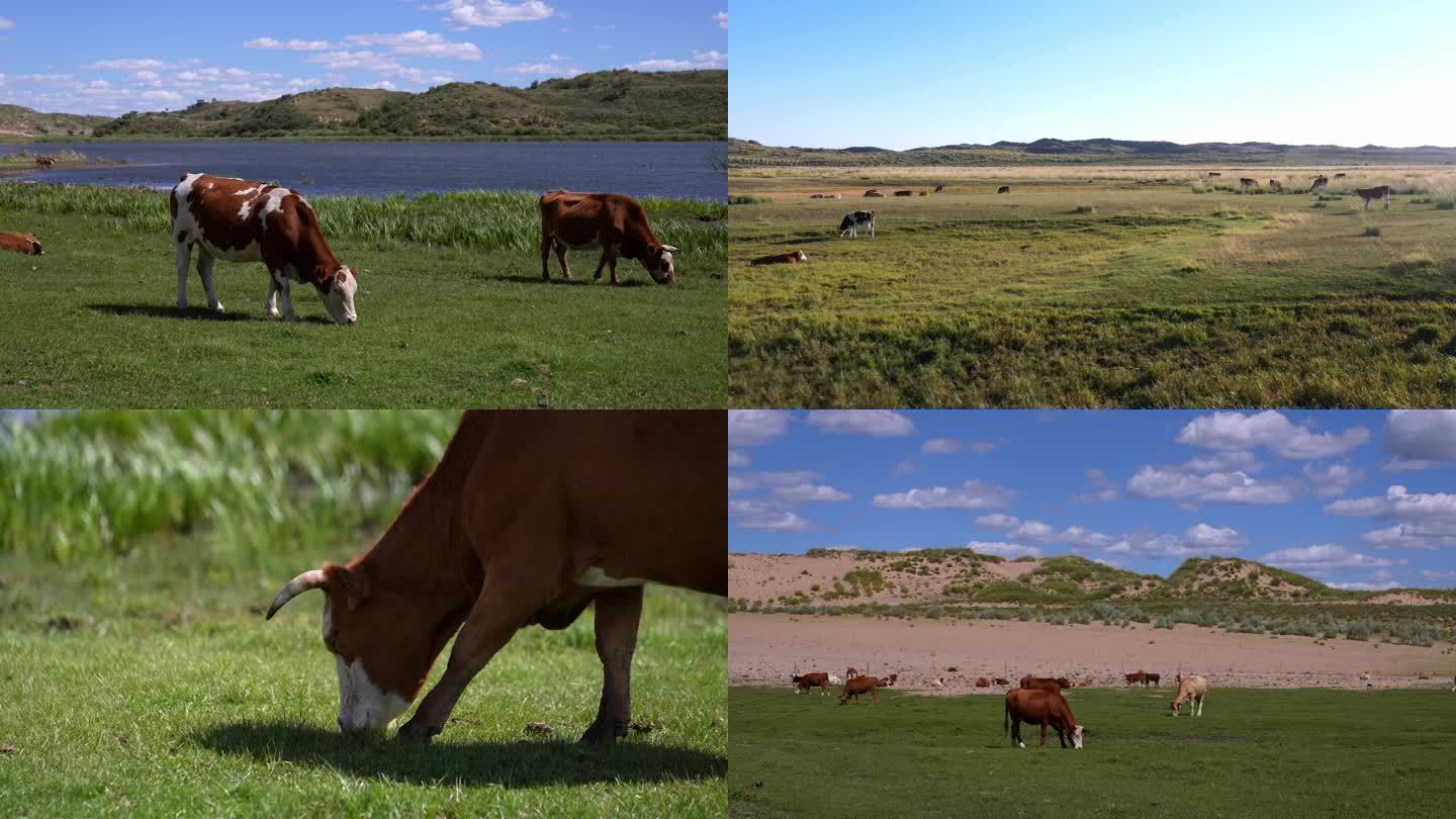草原牛群 散养肉牛 牧场养牛