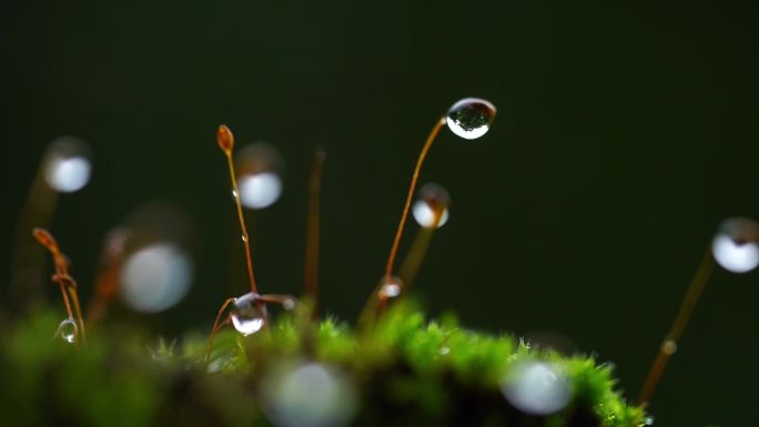 雨后蜗牛 雨后露珠