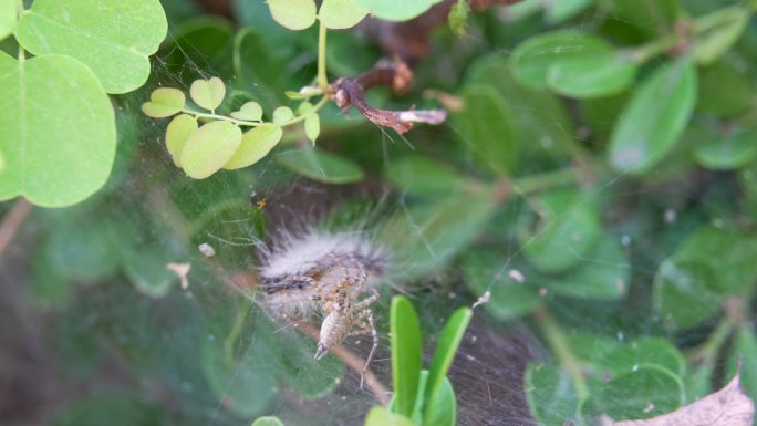 蜘蛛捕食毛毛虫