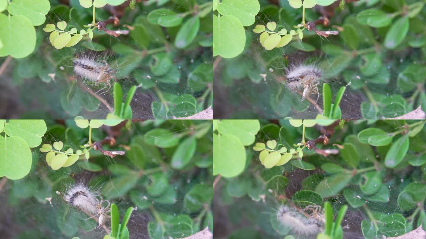 蜘蛛捕食毛毛虫