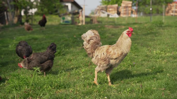 自由放养的鸡。有机养鸡场。（4K）