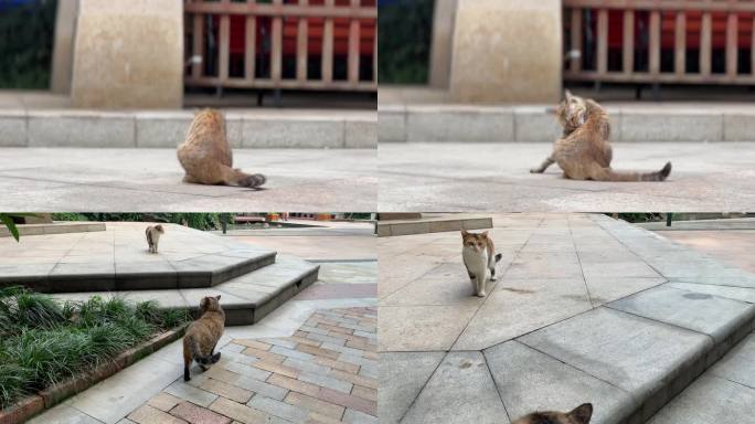 城市小区狸花猫流浪猫城市人与动物和谐相处