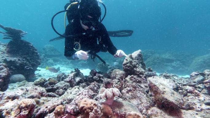 水下野生动物再引入项目：种植小珊瑚