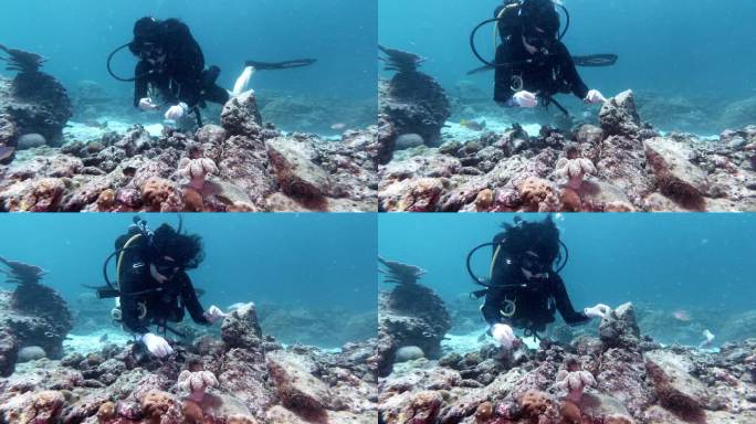 水下野生动物再引入项目：种植小珊瑚