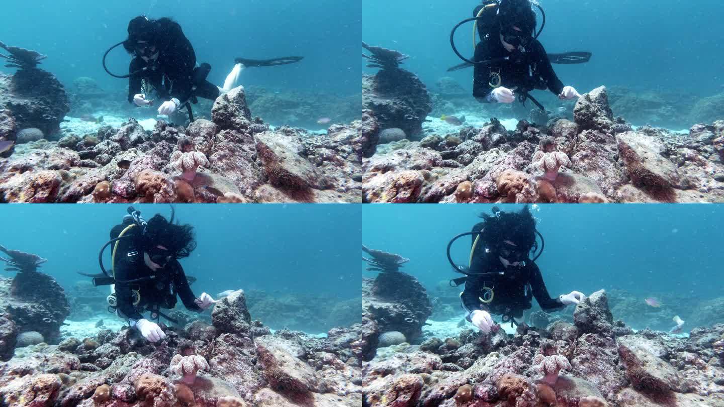 水下野生动物再引入项目：种植小珊瑚