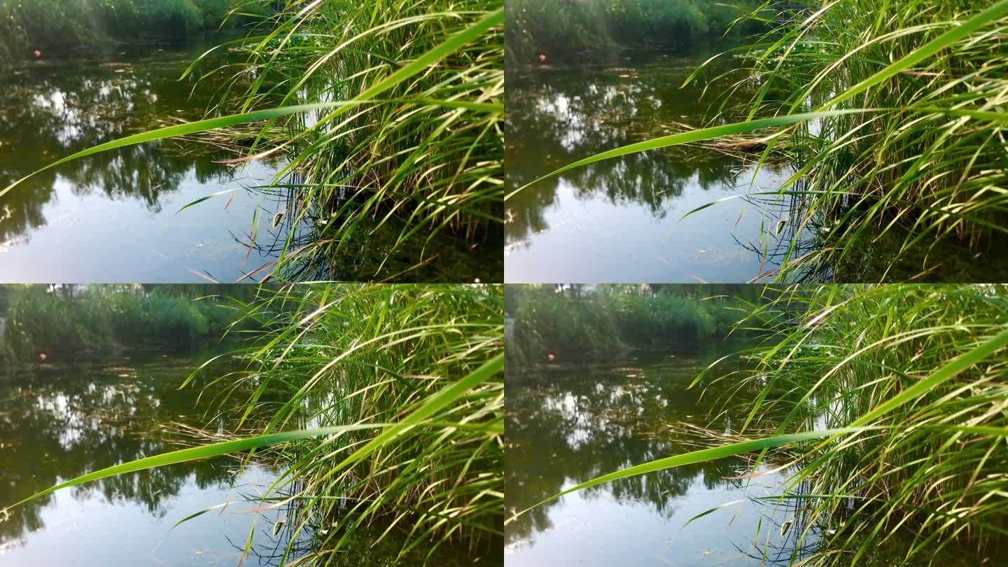 池塘 芦苇丛 河水 倒影