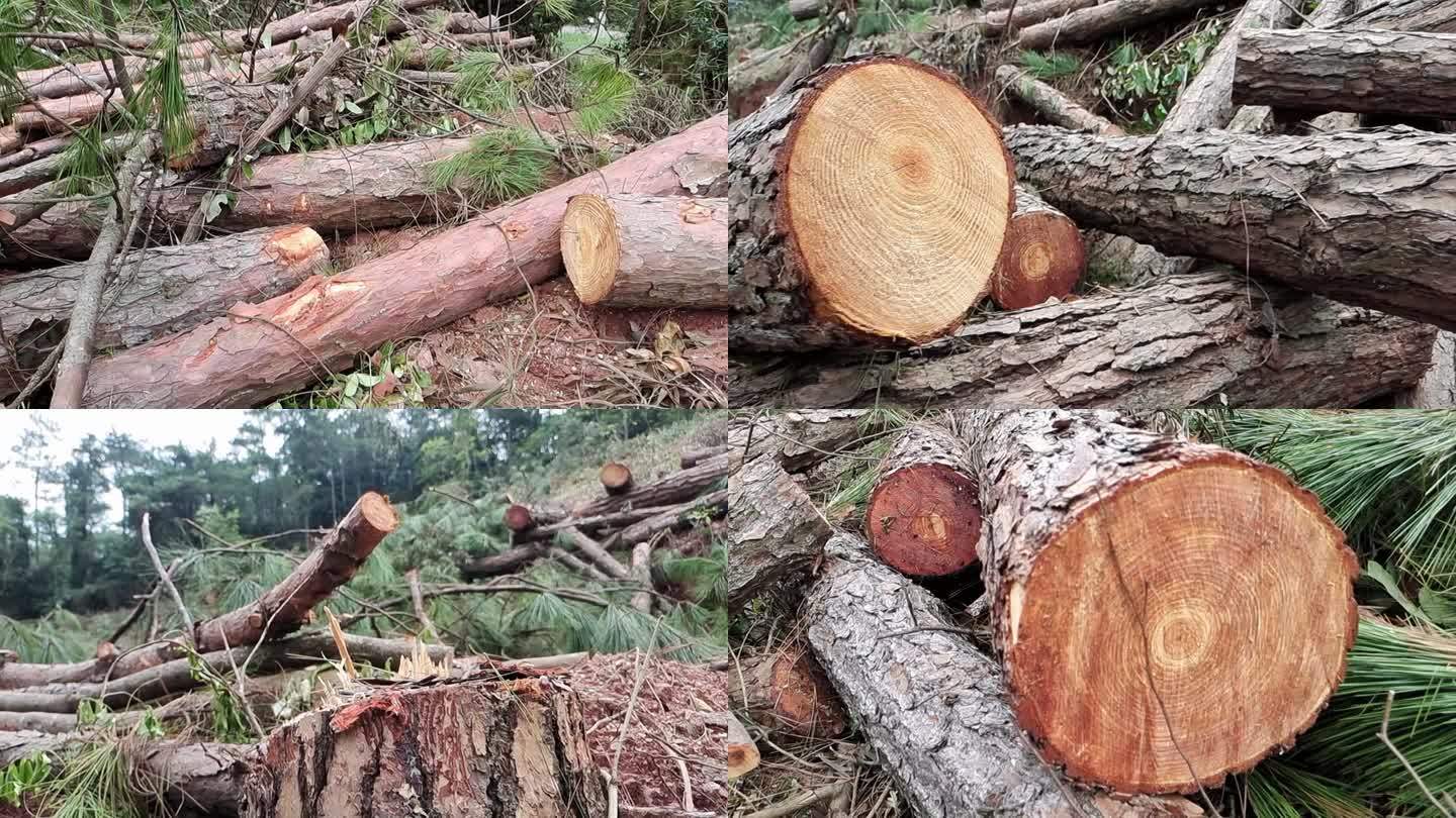 森林木材伐木砍木大片倒木树枝木根砍断木根