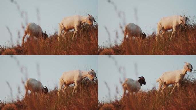 山坡上的小羊吃草
