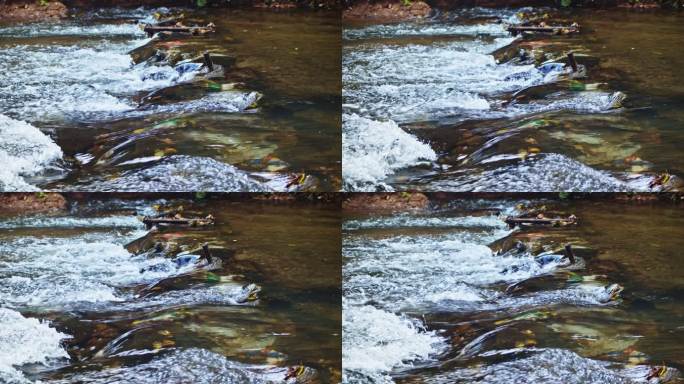 水在河中流过石头，慢动作