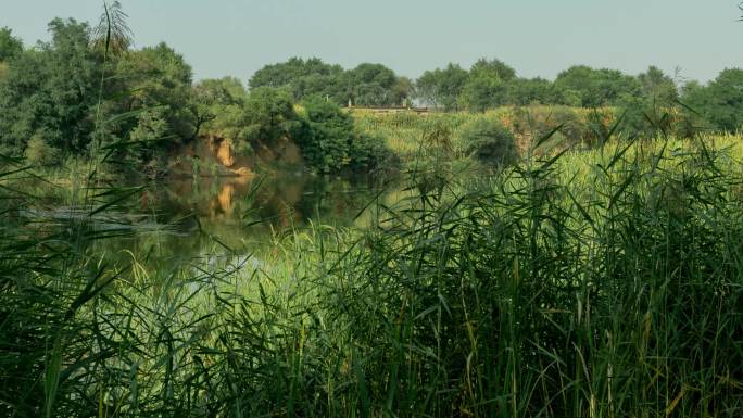 蒲河湿地河边农家农户芦苇树木油画色彩