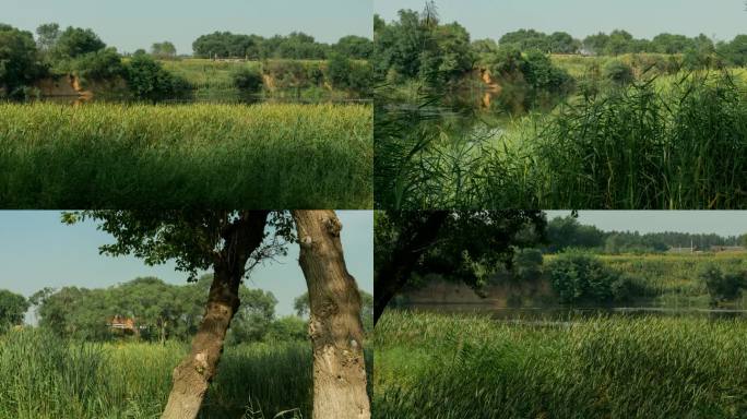 蒲河湿地河边农家农户芦苇树木油画色彩