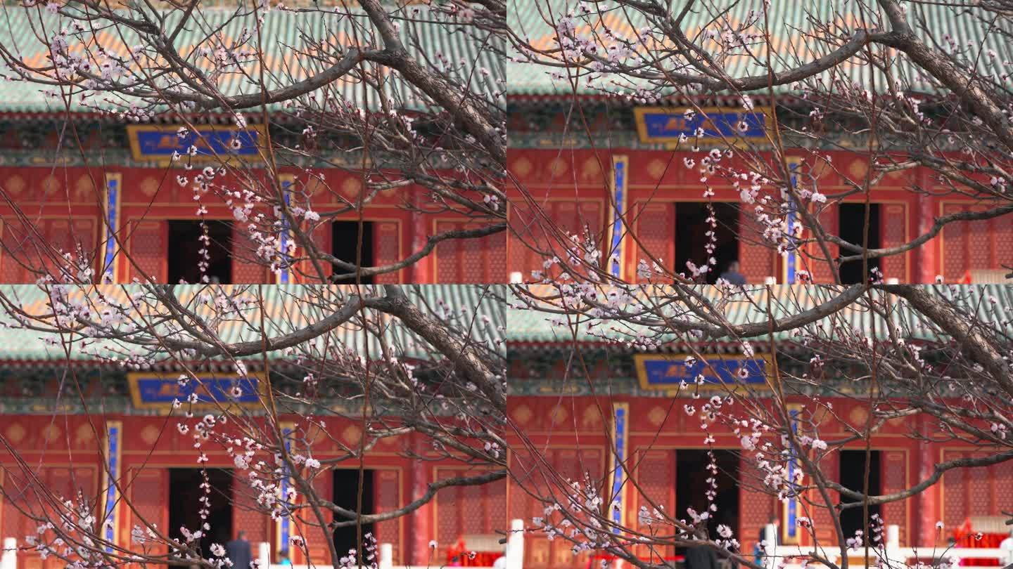 郑州文庙春色