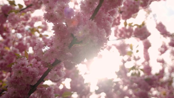 在春天阳光明媚的日子里，明亮的樱花盛开