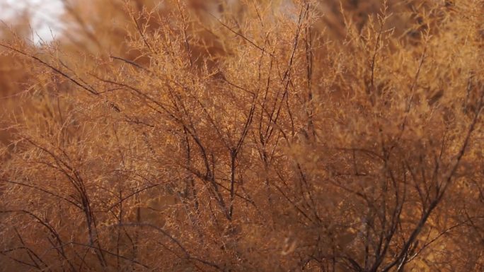 西部风光唯美戈壁野生红柳盛开原创沙漠植物