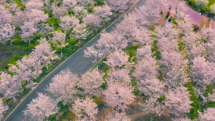 航拍郑州丰乐樱花园