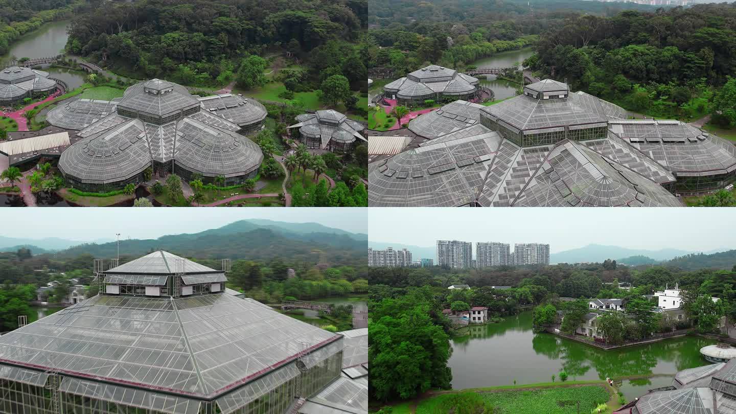 广州华南植物园阳光木棉植物园航拍4K视频