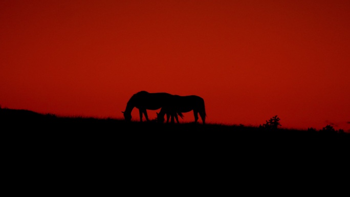 野马，新墨西哥州红色神秘恐怖