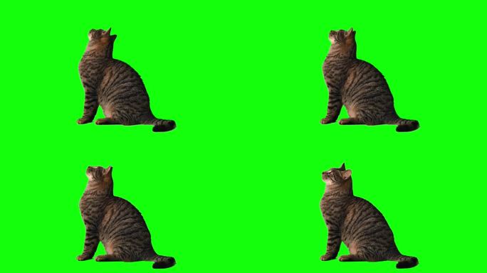 绿色屏幕上可爱的虎斑猫