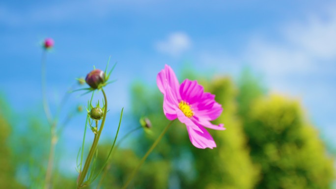 4k格桑花特写