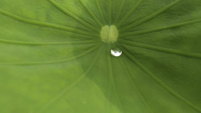 荷花精莹剔透的水珠露水滚动随风飘飘摇摆