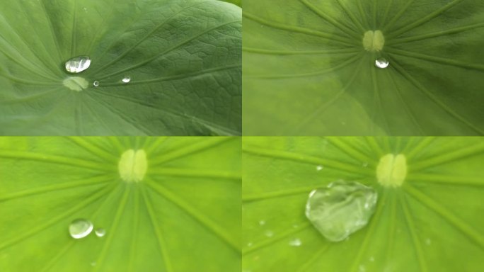 荷花精莹剔透的水珠露水滚动随风飘飘摇摆