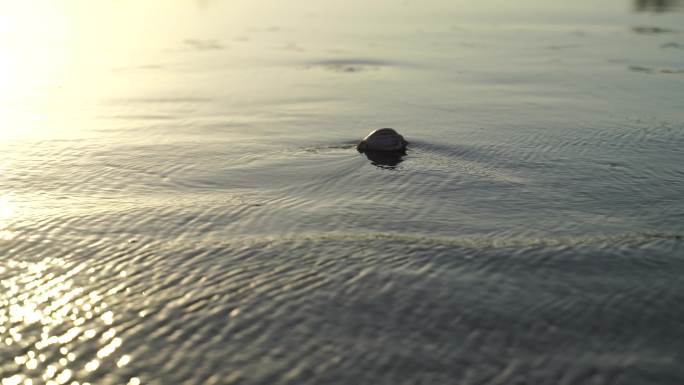 阳光沙滩下海螺贝壳海水浪花海滩沙子夕阳光