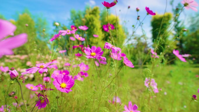 4k格桑花特写