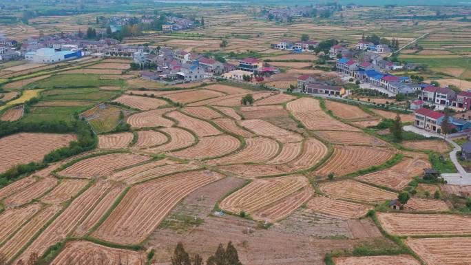 江汉平原水稻收割
