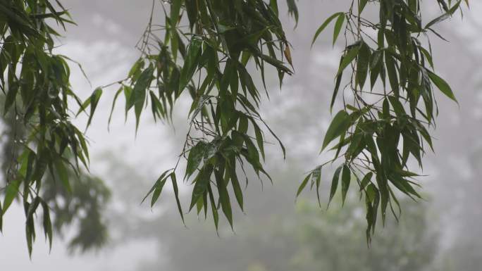 白噪音下雨竹子唯美意境空镜实拍