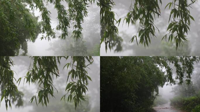 白噪音下雨竹子唯美意境空镜实拍