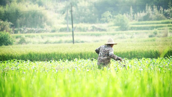 农民用机械松土机给玉米松土