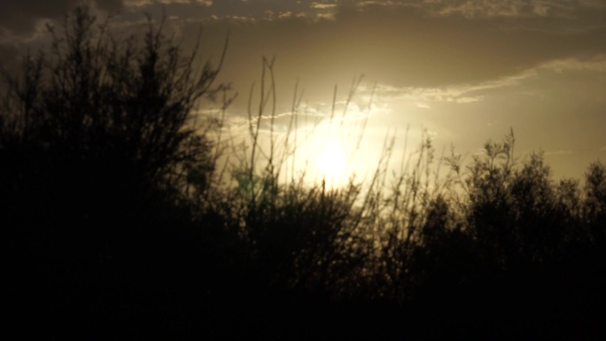 戈壁红柳落日夕阳西部风光沙漠植物夕阳红