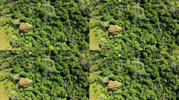 巴西亚马逊雨林-无人机视图-全帧合成