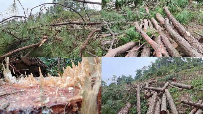 森林木材伐木砍木大片倒木破坏森林环境保护