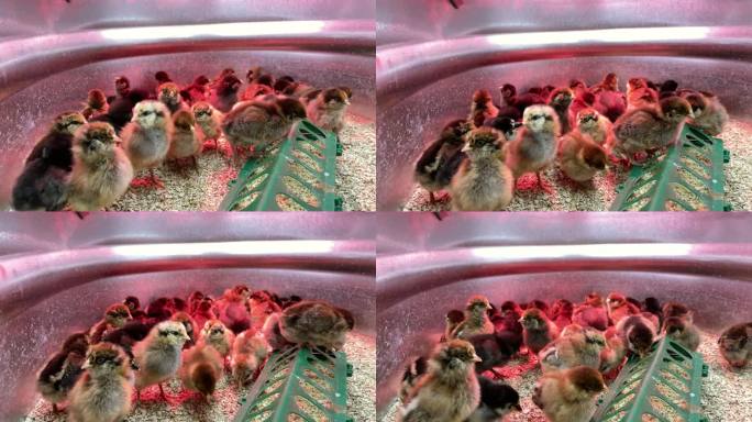 圈养小鸡，作为农场家禽视频系列购买