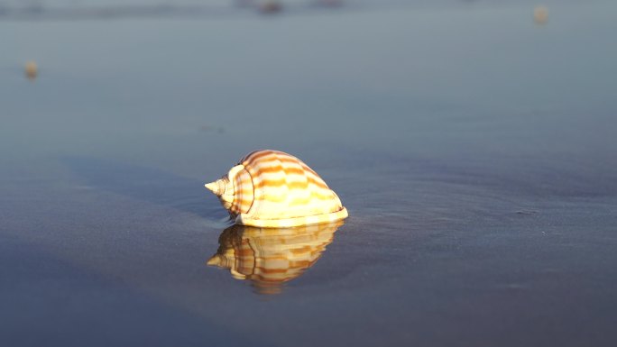 阳光沙滩下海螺贝壳海水浪花海滩沙子夕阳光