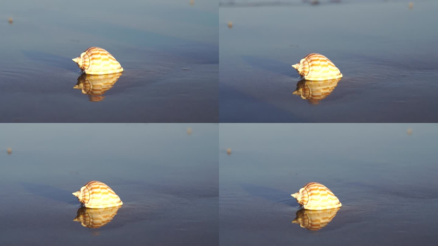 阳光沙滩下海螺贝壳海水浪花海滩沙子夕阳光