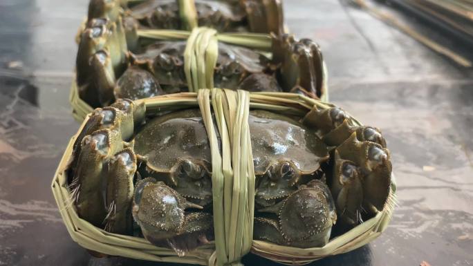 江南秋天阳澄湖大闸蟹上市养殖户绑扎实拍