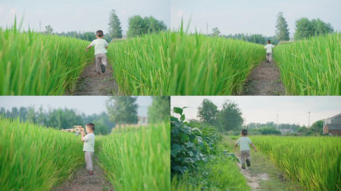 儿童在水稻田-奔跑玩耍