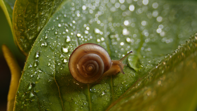 雨后蜗牛