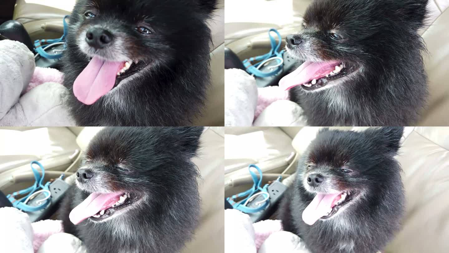 可爱的波美拉尼亚小狗，由于夏季酷热，口水不受控制地从嘴里滴下来