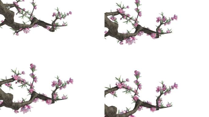 桃花植物生长动画5