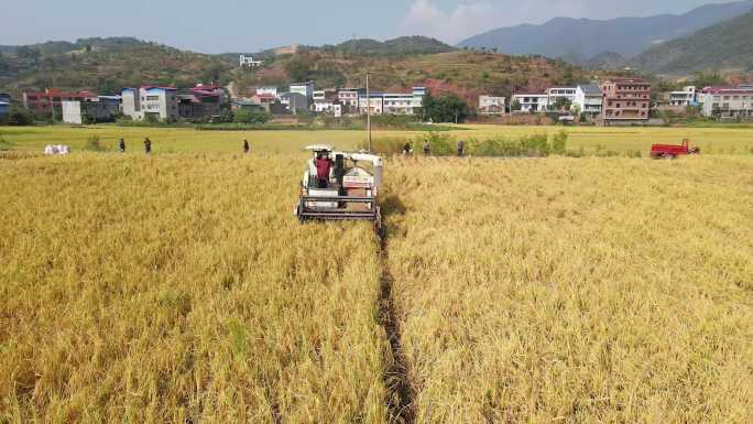 4K航拍大面积水稻收割晾晒视频