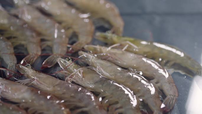 4K原创海虾素材虾大虾海鲜鲜虾