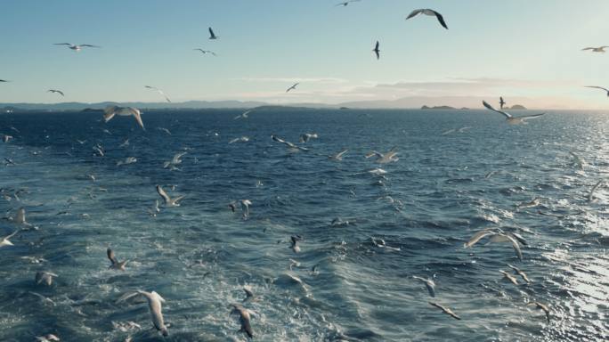 海鸥和鸟类：渔船上的动物行为