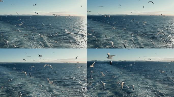 海鸥和鸟类：渔船上的动物行为
