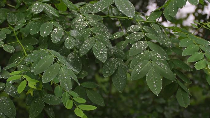 下雨绿叶水珠露珠空镜实拍