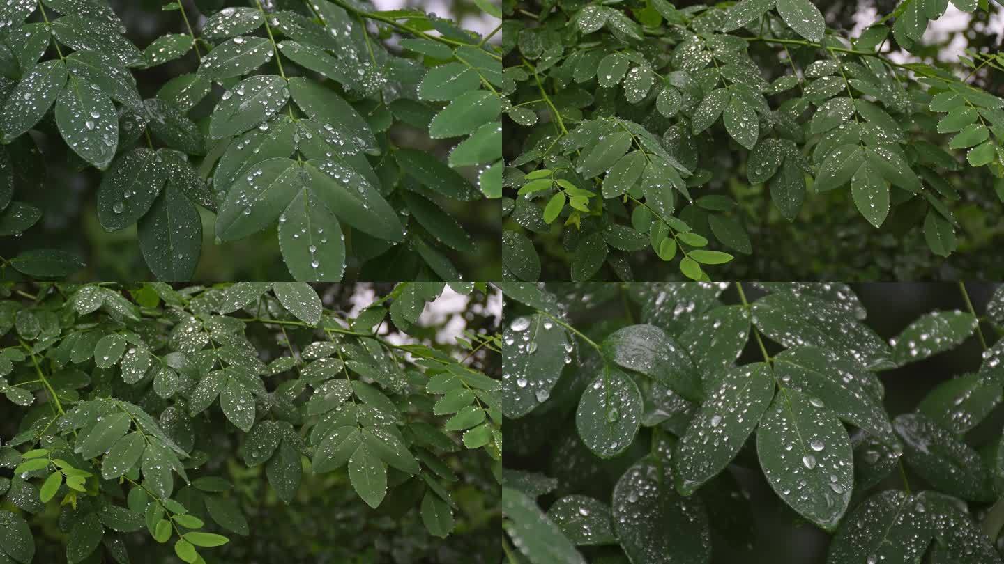 下雨绿叶水珠露珠空镜实拍