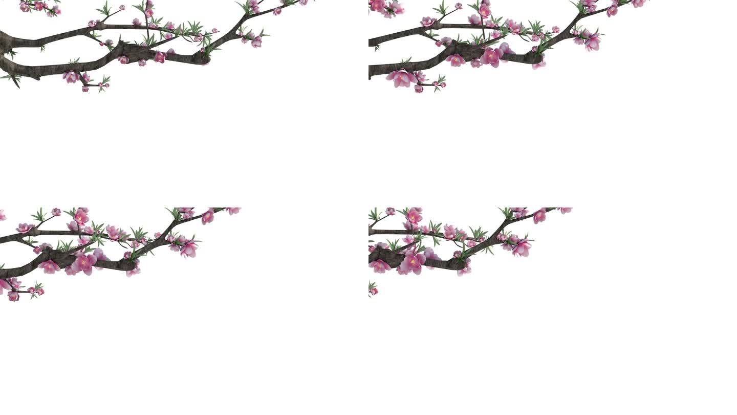 桃花植物生长动画6